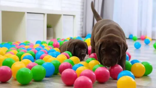 Two black Labrador Retriever puppies playing with colorful balls