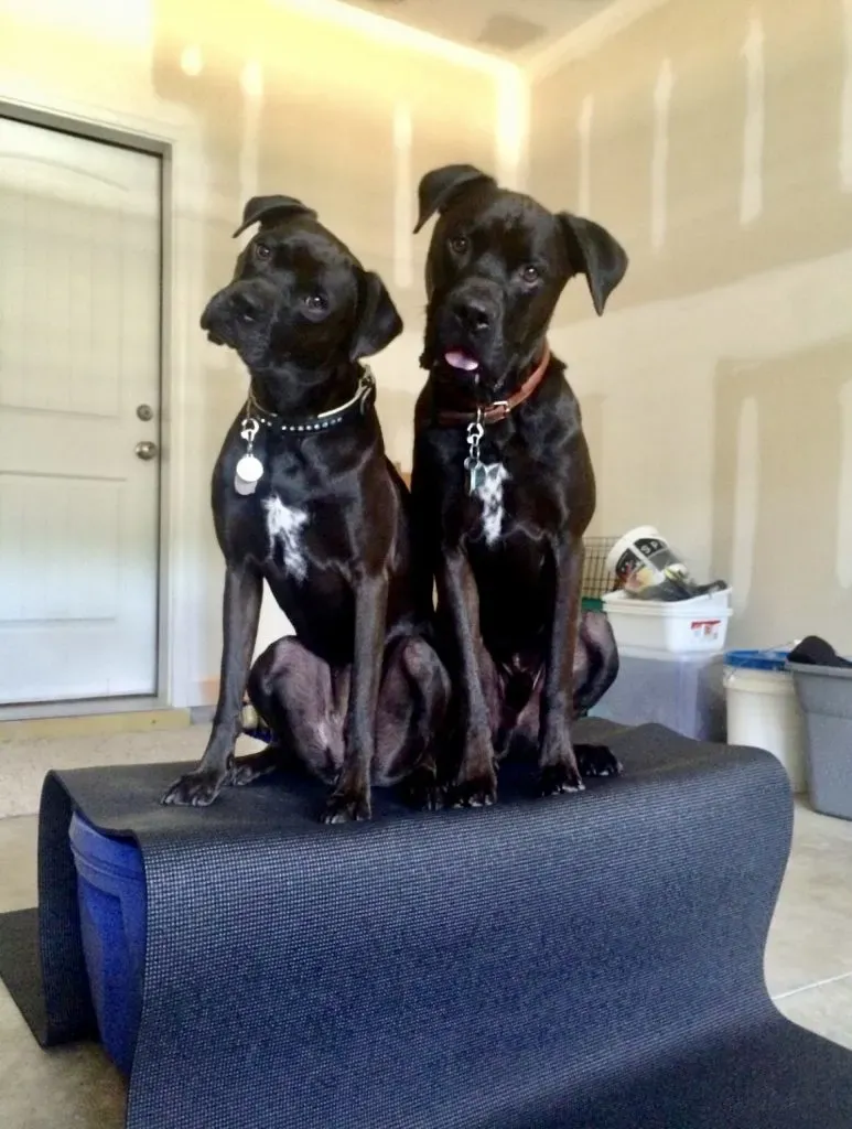 Two black mixed breed dogs sitting calmly, showcasing the diverse beauty of hybrid dog breeds suitable for seniors.