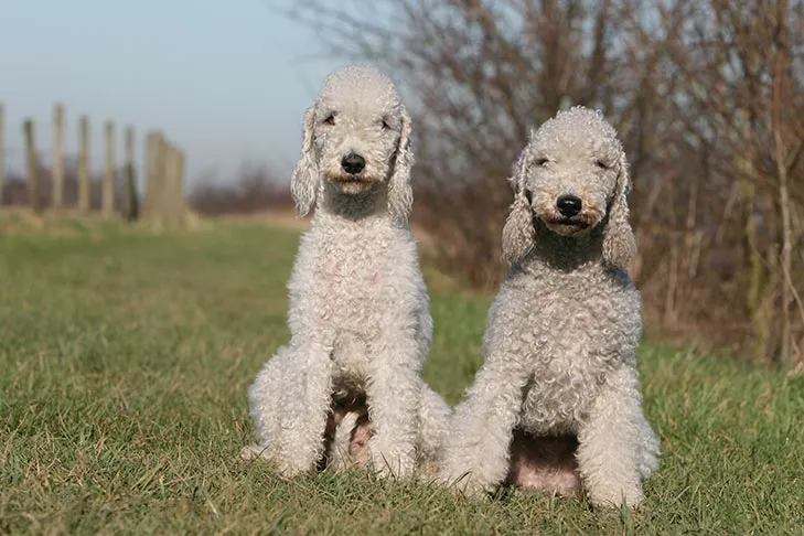Two charming Bedlington Terriers seated side by side in an outdoor setting.