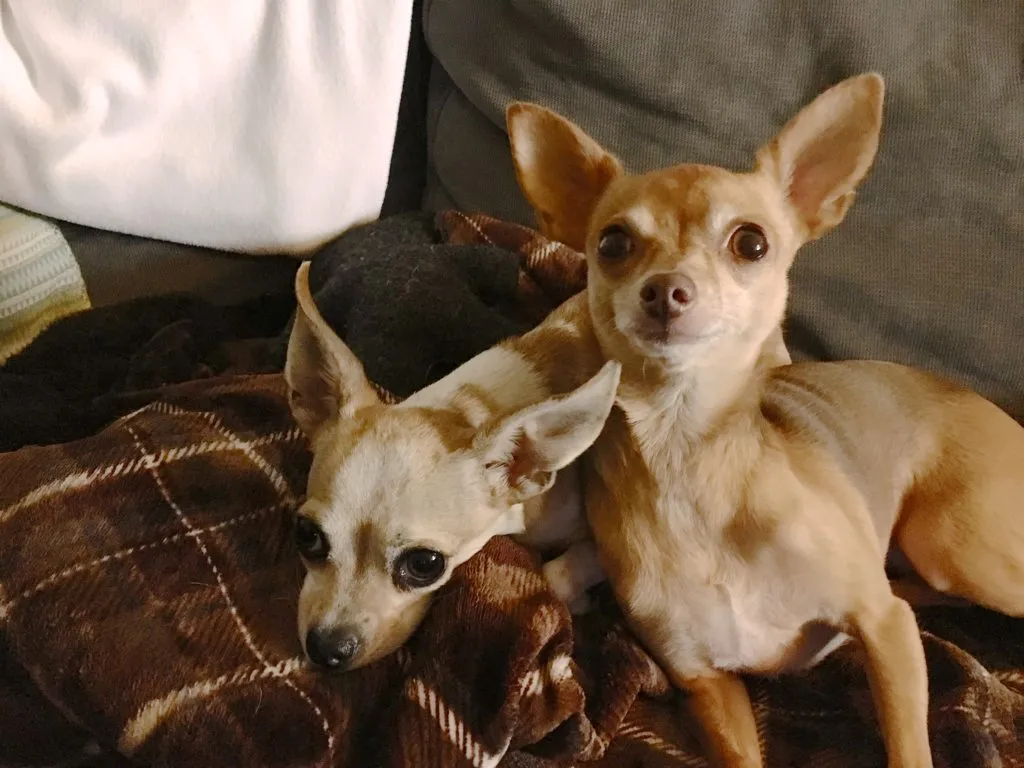 Two Chihuahuas, Annabelle and Roxy, sitting calmly in a West Hollywood home, embodying the success of "the dog training secret" for better behavior.