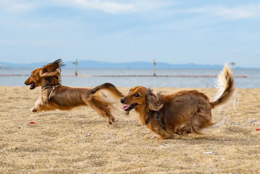 Two dogs joyfully playing on a sandy beach, enjoying life free from the discomfort of flea infestations.