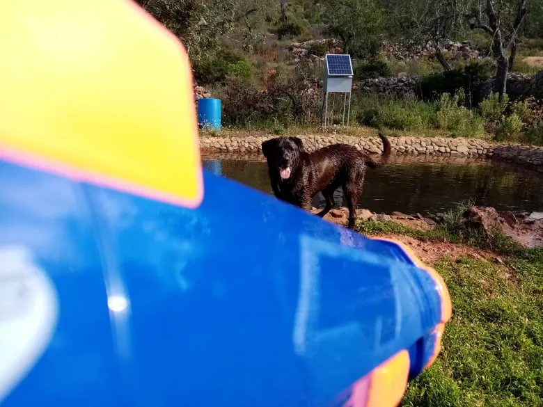 Two dogs, one ready for fetch with a Nerf Dog Tennis Ball Blaster