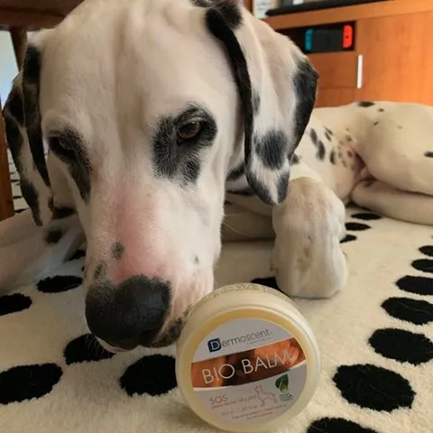 Two dogs, Oreo and Loca, playing in the snow, protected from ice balls by Dermoscent BIO BALM paw care.