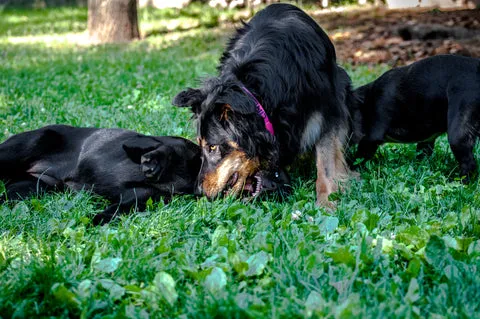 Two dogs playing in a field, symbolizing health and freedom from pests