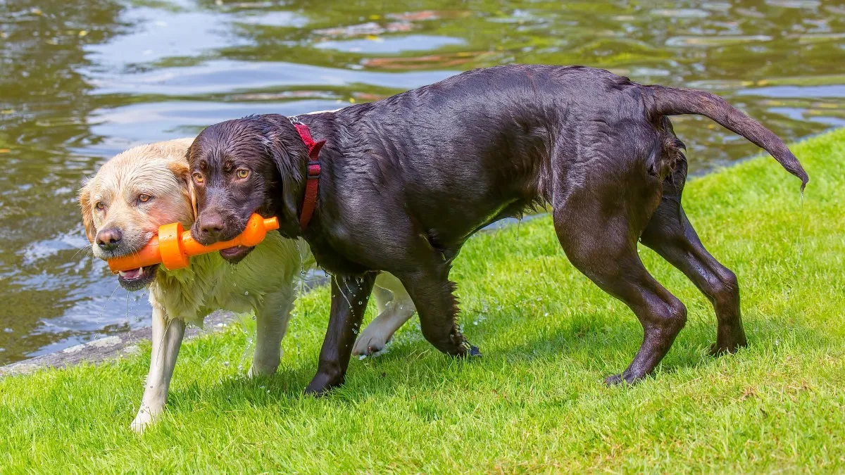 Two dogs playing with a shared toy near water, illustrating how Giardia can spread through shared items and contaminated environments.