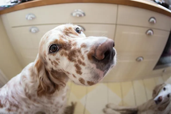 Two English Setters begging in the kitchen.