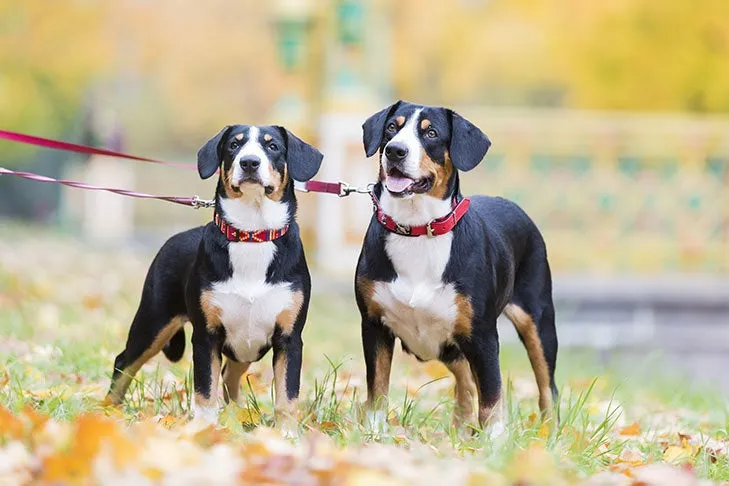 Two Entlebucher Mountain Dogs wearing harnesses and connected by a double leash, looking alert outdoors.