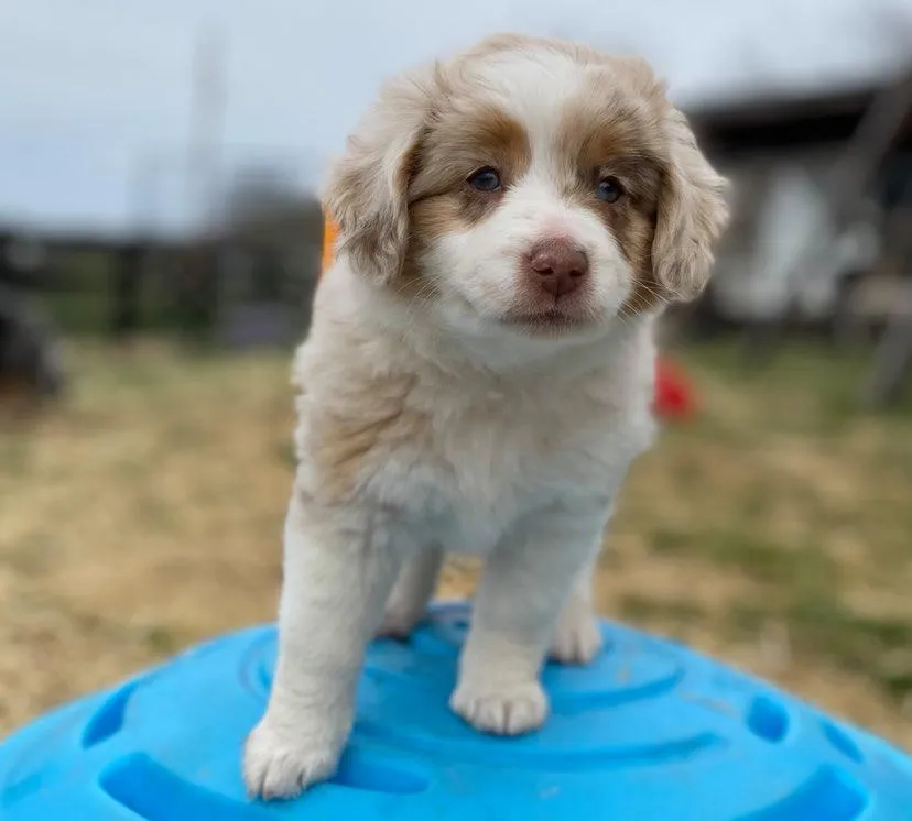 Two fluffy mini Australian Shepherd puppies with their natural tails exploring outdoors