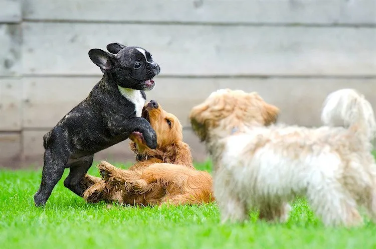 Two French Bulldog puppies playing together, signifying their adaptability and affectionate nature for working owners.