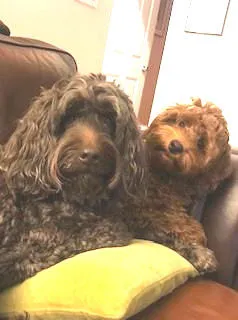Two golden Labradoodles, Kona and Remi, cuddling closely together on a white blanket.