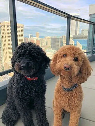 Two Labradoodle best friends, Abby and Gunner, posing together.