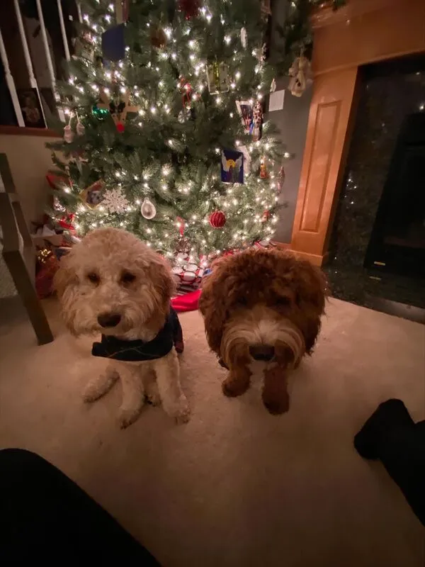 Two Labradoodle brothers, Leo and Teddy, sitting together outdoors in a snowy landscape.