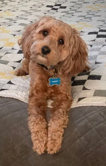 Two Labradoodles, Albert (4) and Zoey (5), looking content together, cherished by their family.