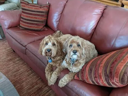 Two Labradoodles, Cubby and Darbi, snuggled together in the same crate, enjoying warmth and companionship.