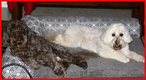 Two Labradoodles, Cuddles (10) and Chloe (12), relaxing together on a new Valentine's bed.