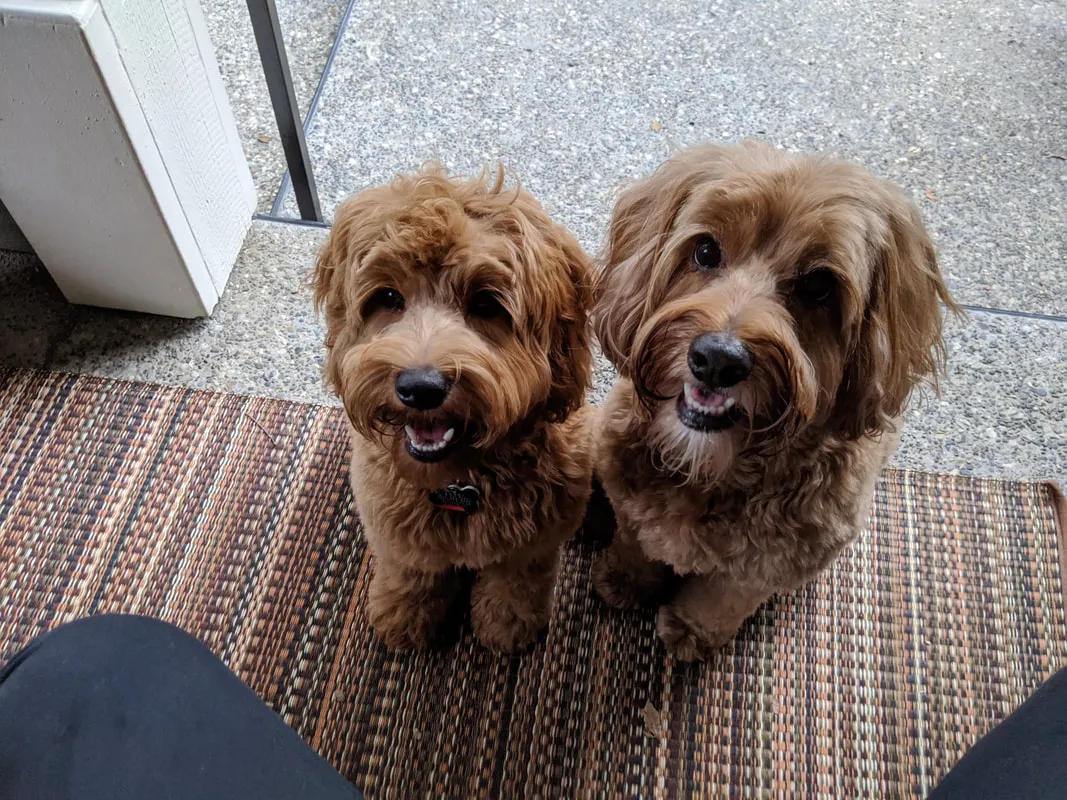 Two Labradoodles, Darbi and Cubby, posing happily after a spa visit.