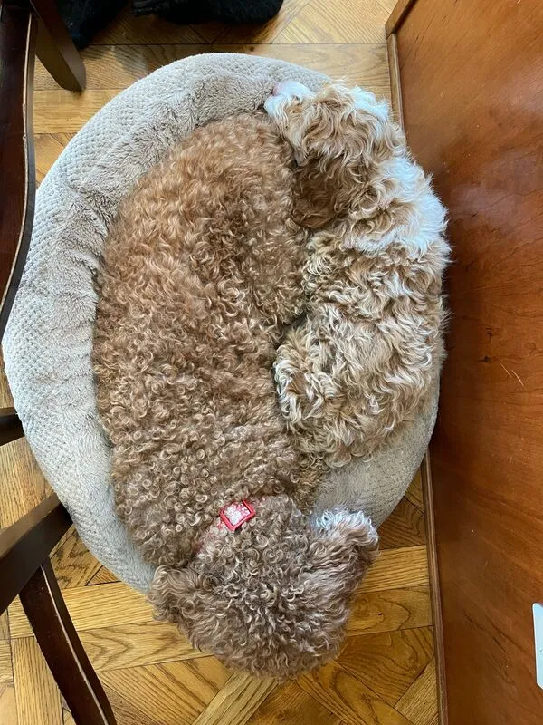 Two Labradoodles, Lany and Capri, snuggled together closely on a blanket, illustrating their strong bond.