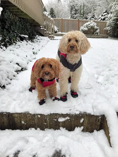 Two Labradoodles, Moon and Maisey, playing happily in the snow.