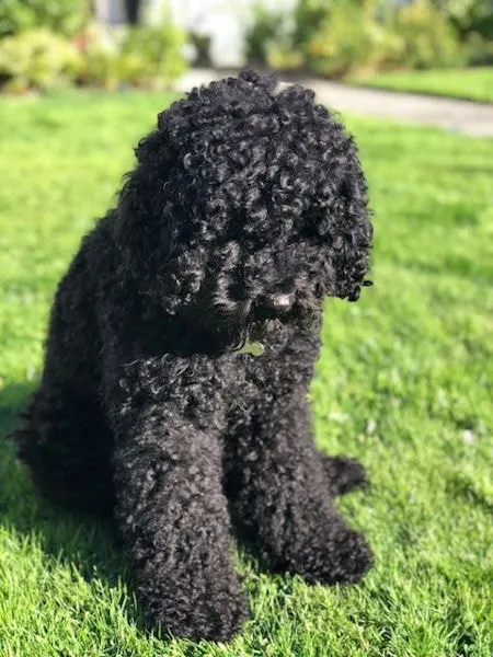 Two Labradoodles, Professor Walnut (Wally) and Penny Pie, best friends celebrating Wally's 2nd birthday.