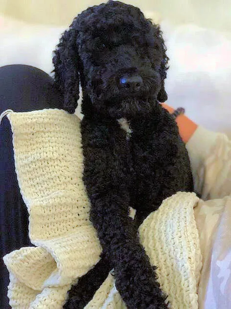 Two Labradoodles, Wally (3) and Penny (8), looking wonderful and sweet.