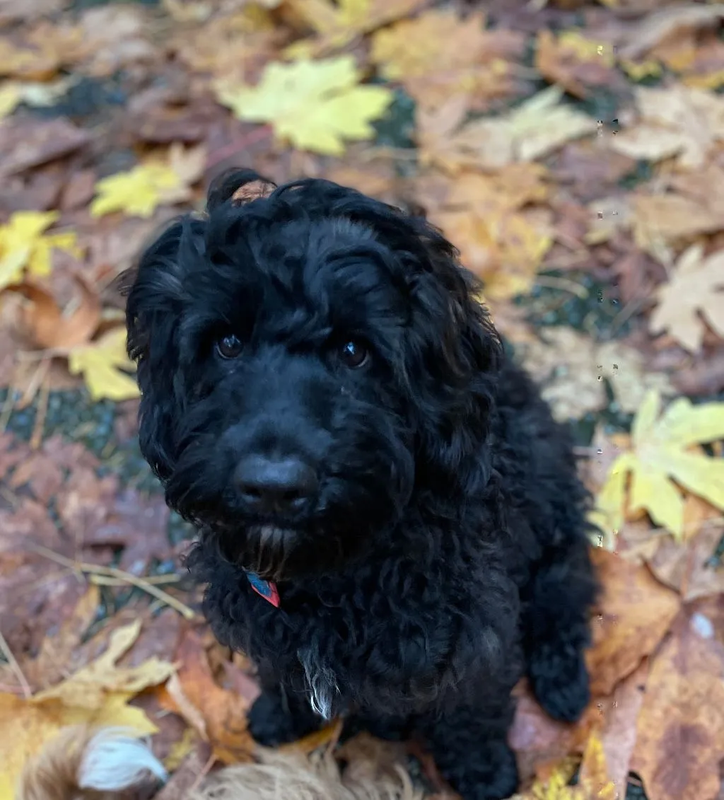 Two Labradoodles, Ziggy and Juju, showcasing their "trick dog" skills.