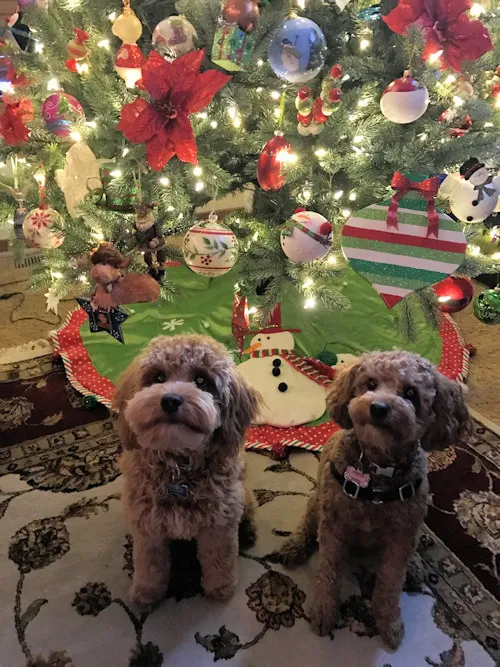 Two Labradoodles, Zoey (1yr 10mos) and Albert (6.5 mos), wonderful pups.