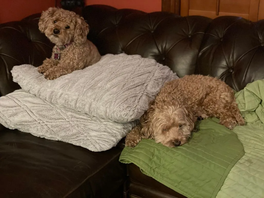 Two Labradoodles, Zoey (6 years old) and Albert (5 years old), relaxing together on a sofa.