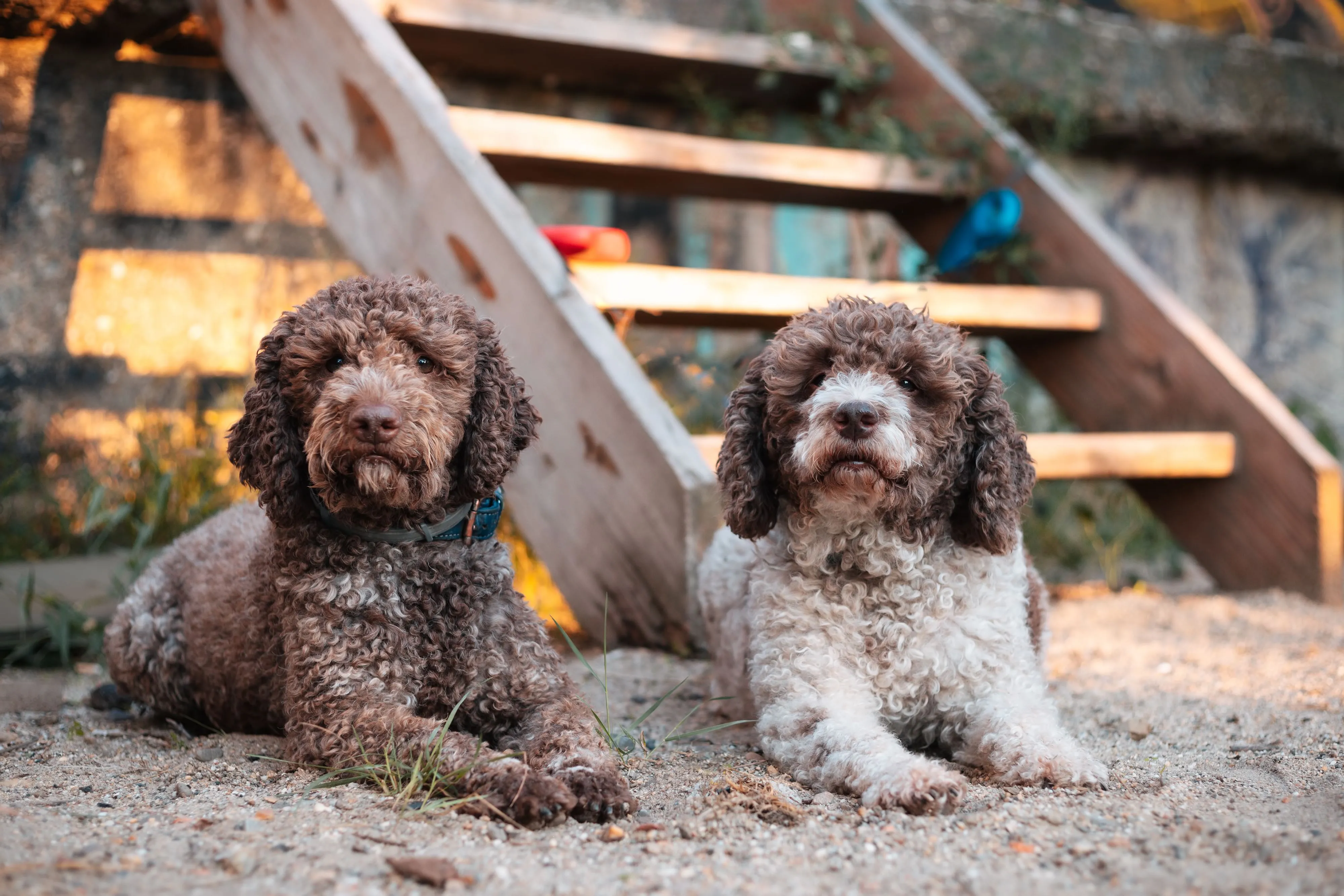 Two Lagotto Romagnolo dogs lying attentively in dirt staring at the camera