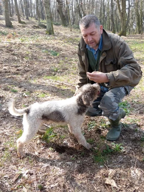 Two Lagotto Romagnolo dogs, Turbo and Dream, during a truffle hunting lesson