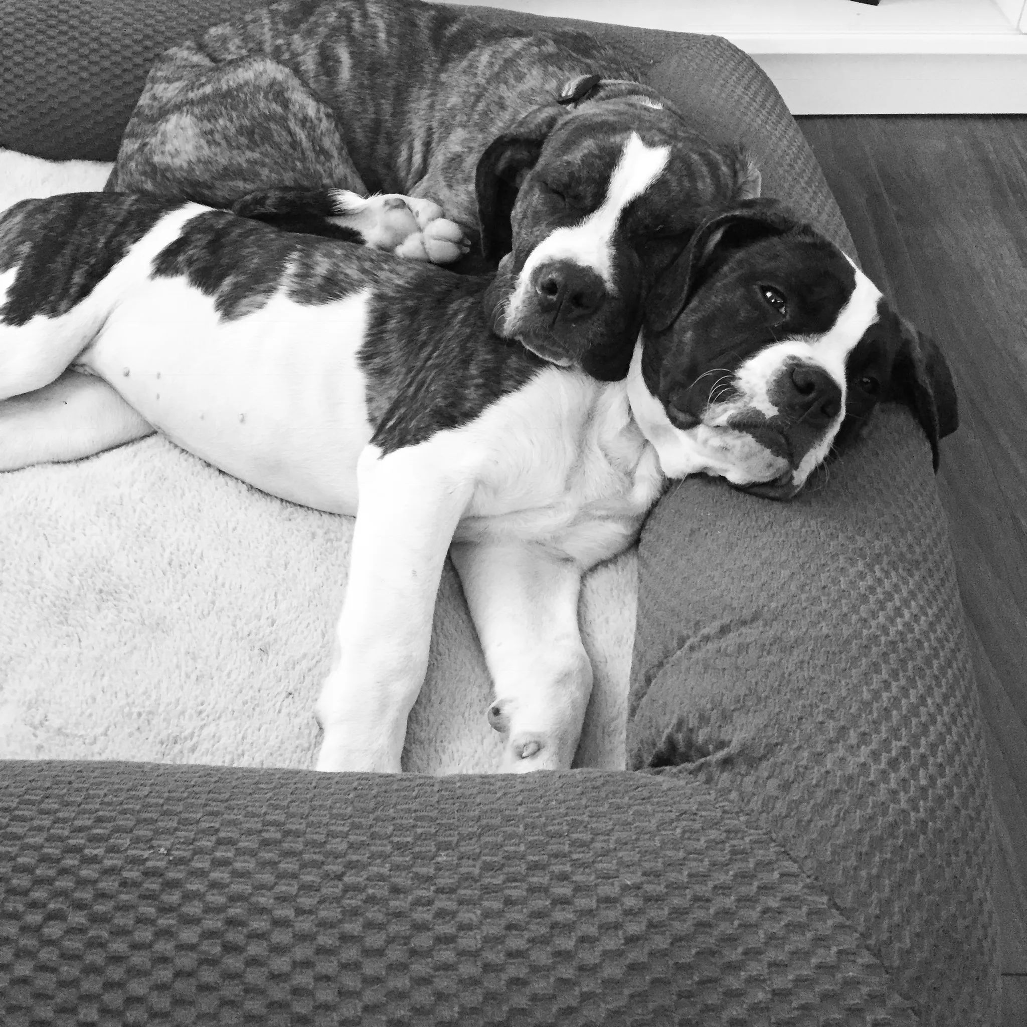 Two large adult Mastiff American Bulldog mix dogs, Jack and Macey, sitting obediently, showcasing their impressive size and gentle demeanor.