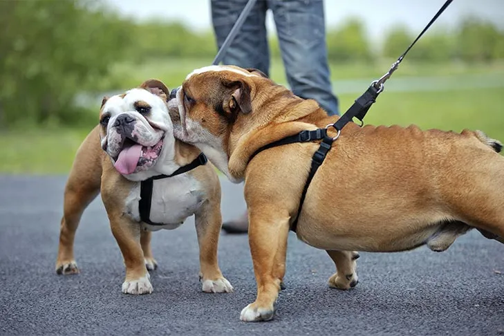 Two large bulldogs in harnesses, engaging in a safe, controlled greeting on their leashes.