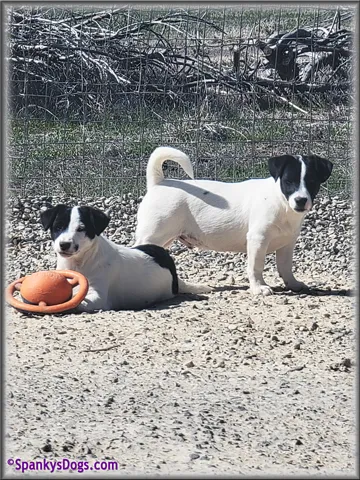 Two male Jack Russell Terrier puppies for sale