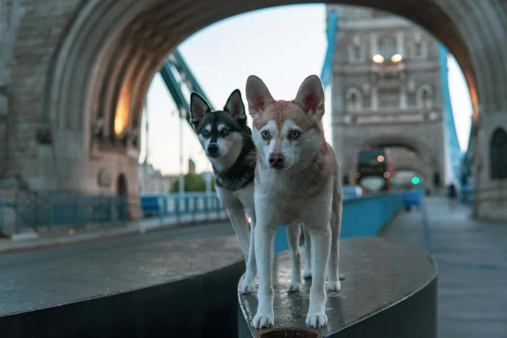 Two playful Alaskan Klee Kai dogs, Copper and Skye, in an outdoor setting, representing the search for Klee Kai breeders in the UK.