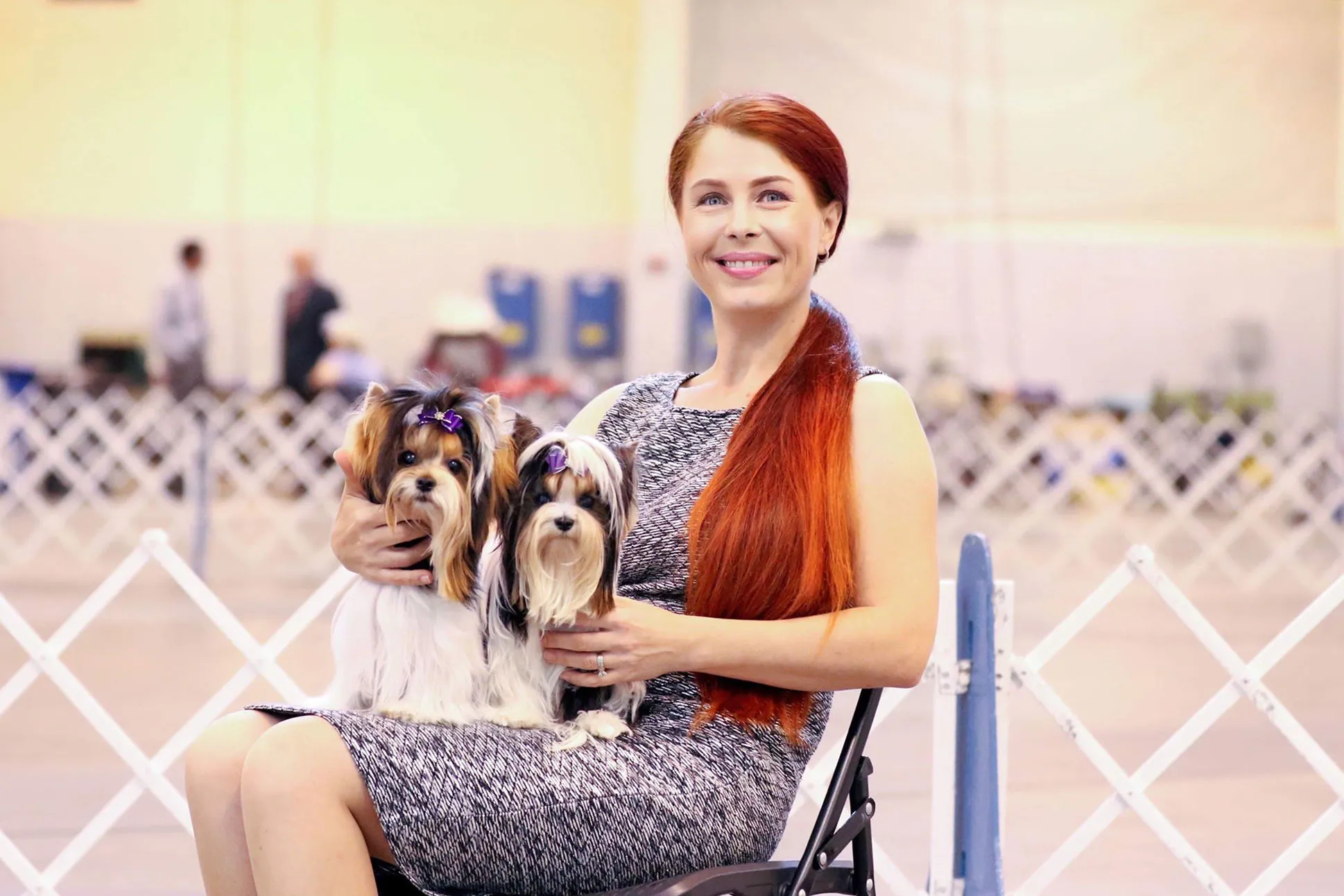 Two playful Biewer Yorkies enjoying time with their caregiver in a home setting