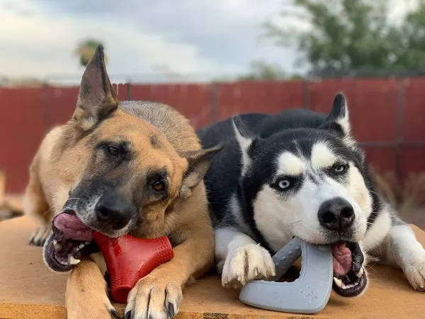 Two playful dogs, a golden retriever and another mixed breed, happily engaged with durable, stuffing-free chew toys, demonstrating appropriate toy selection for strong chewers.