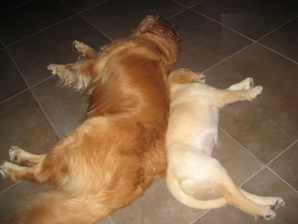 Two playful Golden Retriever puppies
