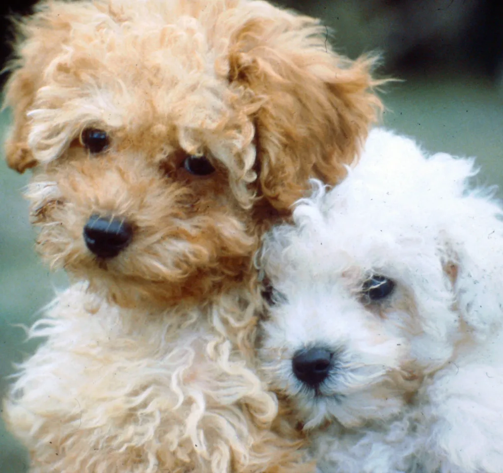 Two Poodles, one white and one light brown, showcasing healthy coats, often seen from reputable white toy poodle puppy for sale breeders.