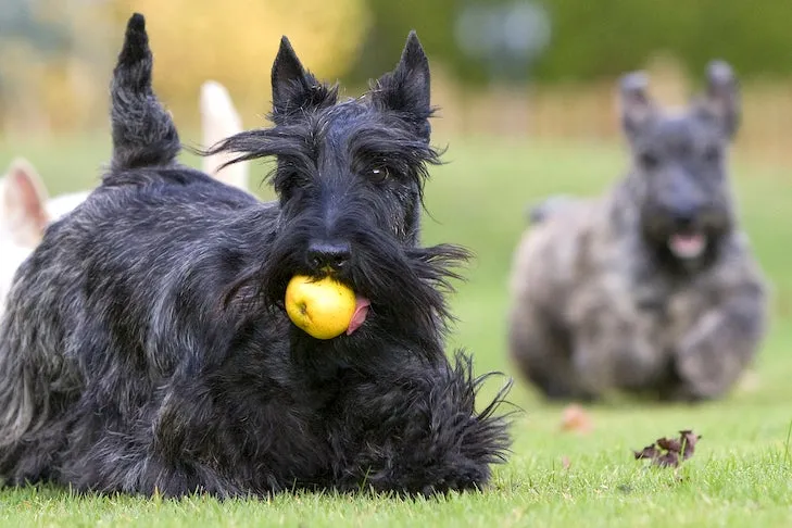 Two Scottish Terriers playing happily in a green field, possibly anticipating a healthy dog-friendly treat like apples.