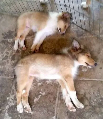Two Sheltie puppies, Aria and Sanza, sleeping together in a playful, intertwined manner