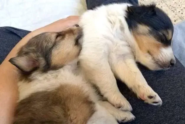 Two Sheltie puppies, Zylie and Jobi, resting after energetic playtime in the yard