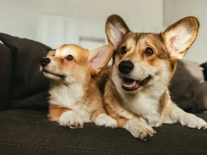 Two small, cute dogs resting on a comfortable couch