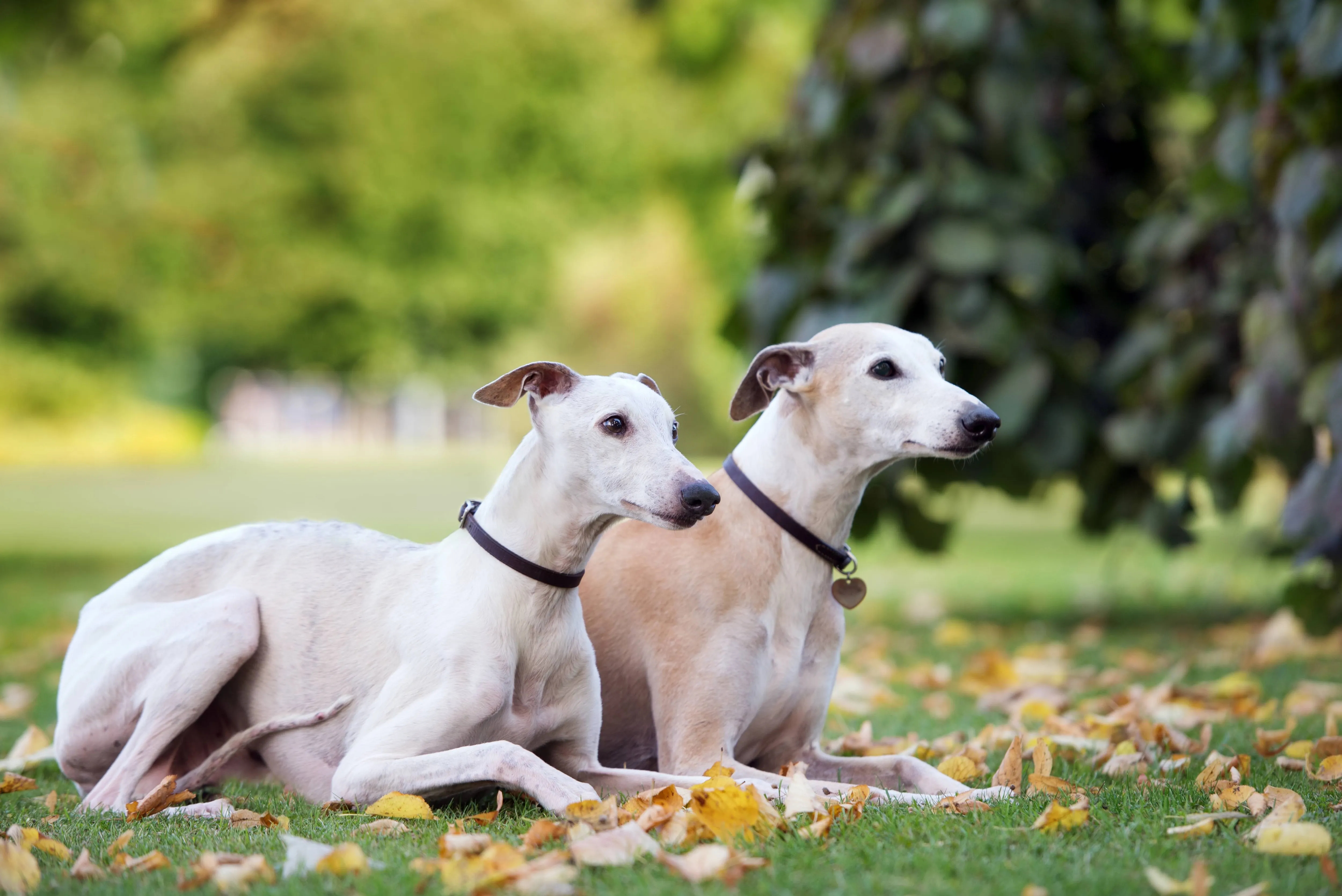 two tan and white whippets lying in grass