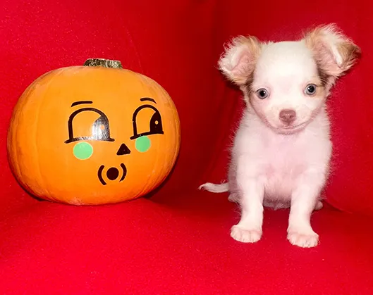 Two tiny teacup Chihuahua puppies resting in a comfortable, plush basket