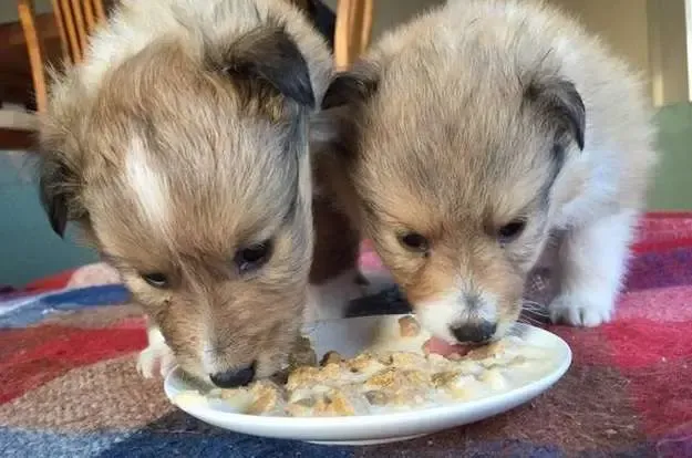Two very young Sheltie puppies, Kona and Maui, playfully using their puppy teeth