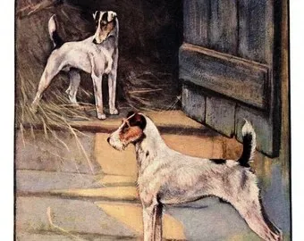 Two vibrant Fox Terriers, one Smooth and one Wire, standing alertly in a green field, showcasing the distinct coat differences.