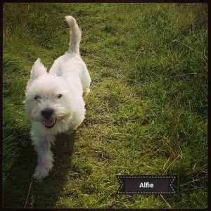 Two West Highland White Terriers posing together in an outdoor setting