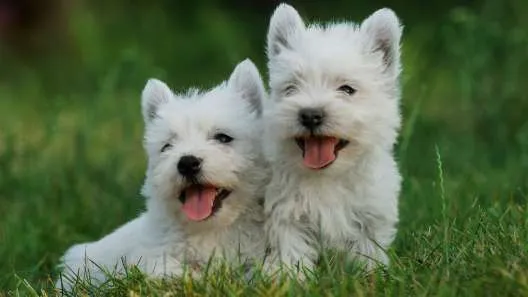 Two Westie puppies sitting in grass