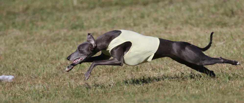 Two whippets, Zuppa and Zen, gracefully running across a grassy field, displaying their speed and agility.