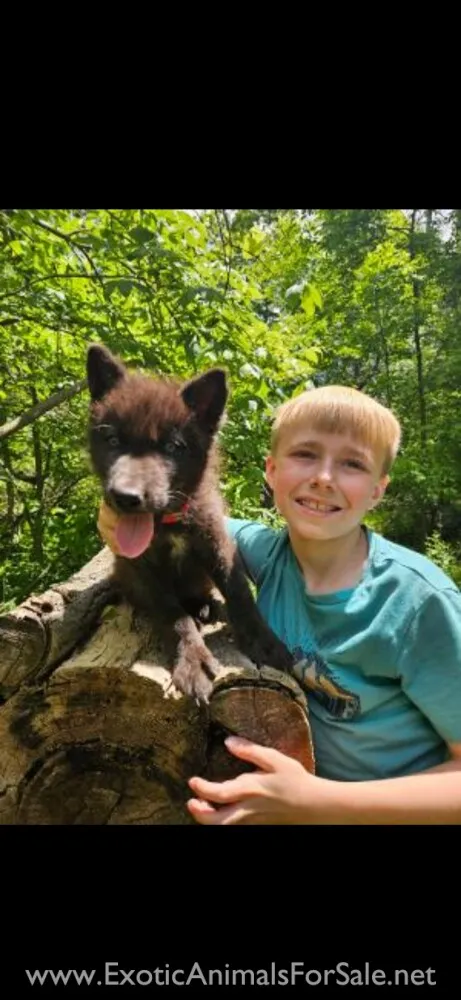 Two wolf hybrid puppies