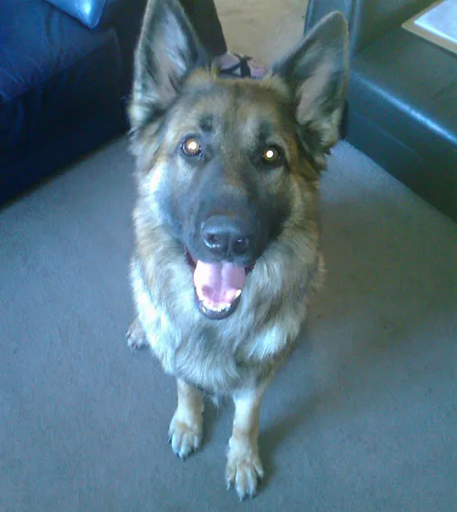 Two-year-old German Shepherd Tala needs consistent training